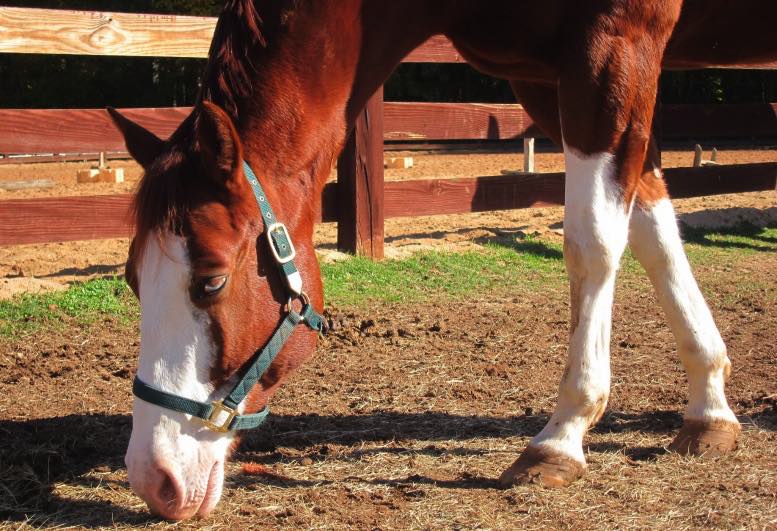 Horseback Riding In GA: 20+ Unforgettable Trail Rides 4 Horseback Riding In GA: 20+ Unforgettable Trail Rides