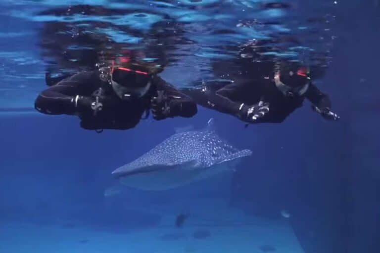 Swim With Whale Sharks Atlanta Why Aquarium Is the Best Place