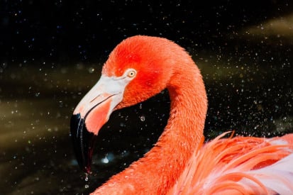 Experience the Tropical Botanical Garden & Everglades Wildlife Sanctuary Experience the Tropical Botanical Garden & Everglades Wildlife Sanctuary