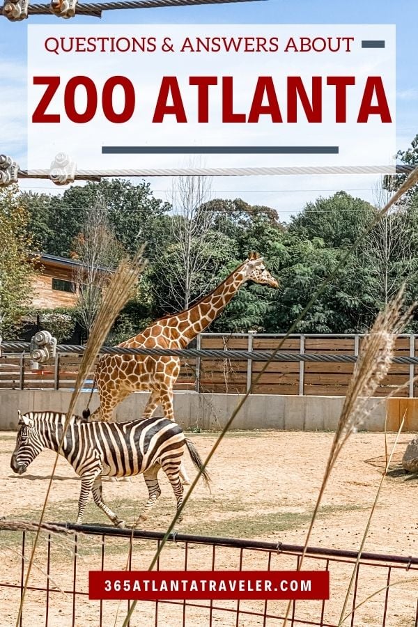 9 Questions (+Answers) That Everyone Asks About the Amazing Zoo Atlanta