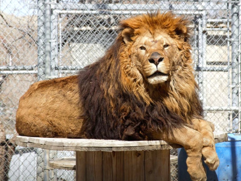 17+ Super Fun Things To Do in Reno You Can’t Miss