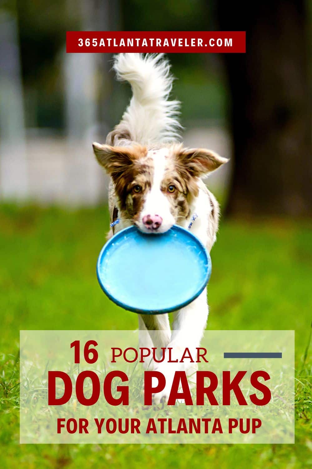 15+ Popular Dog Parks Atlanta (and Fido) Adore!