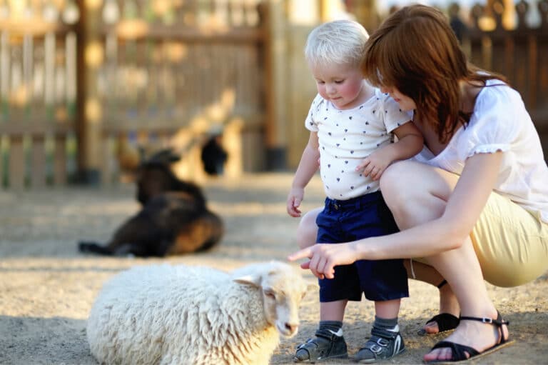 PETTING ZOO NEAR ME 15+ MOST ADORABLE PETTING ZOOS IN