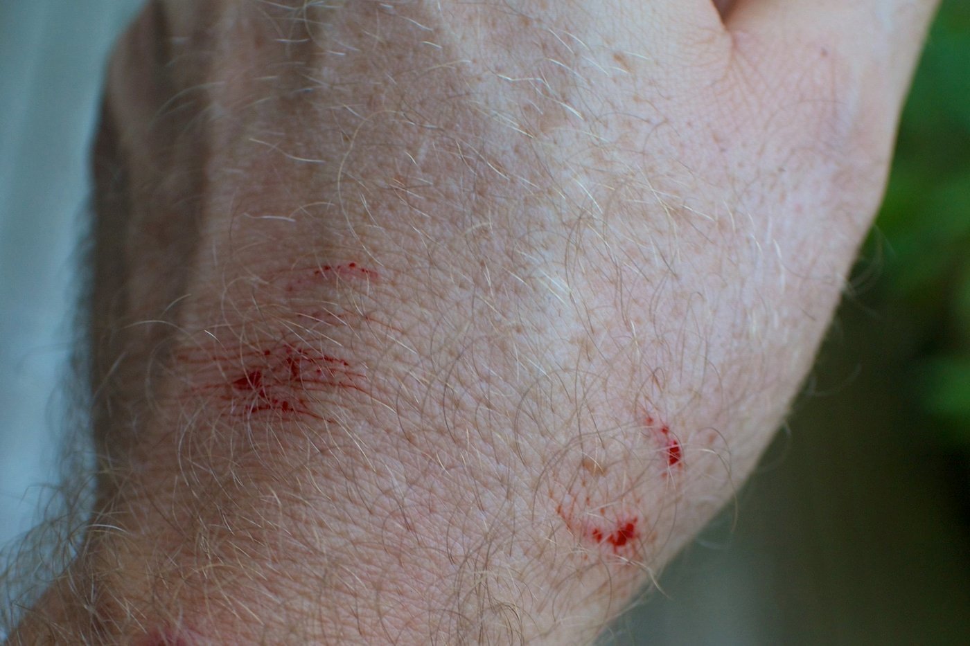 Snakes in The Good, the Bad…and the Truth