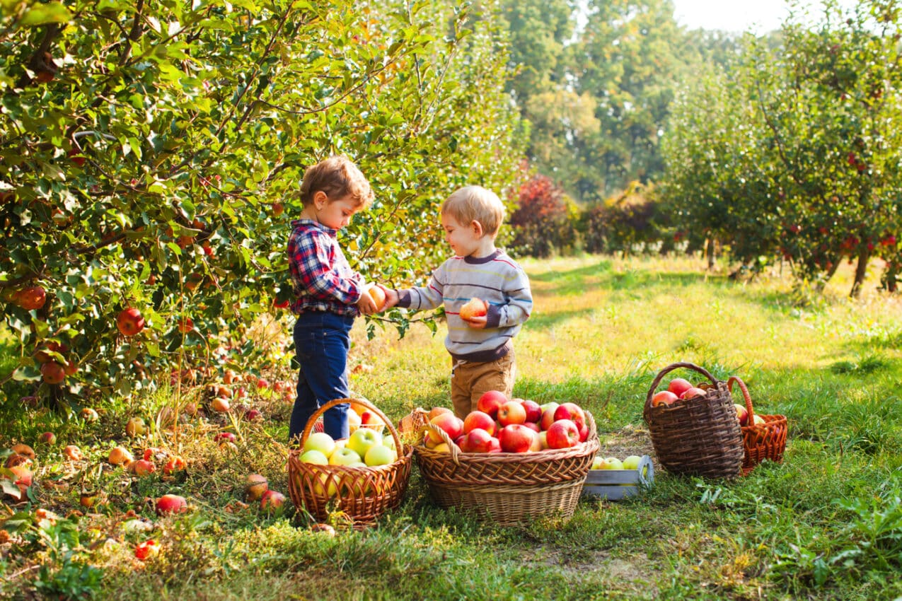 Apple Picking Georgia: Your Essential Guide to All the Best Spots in 2023