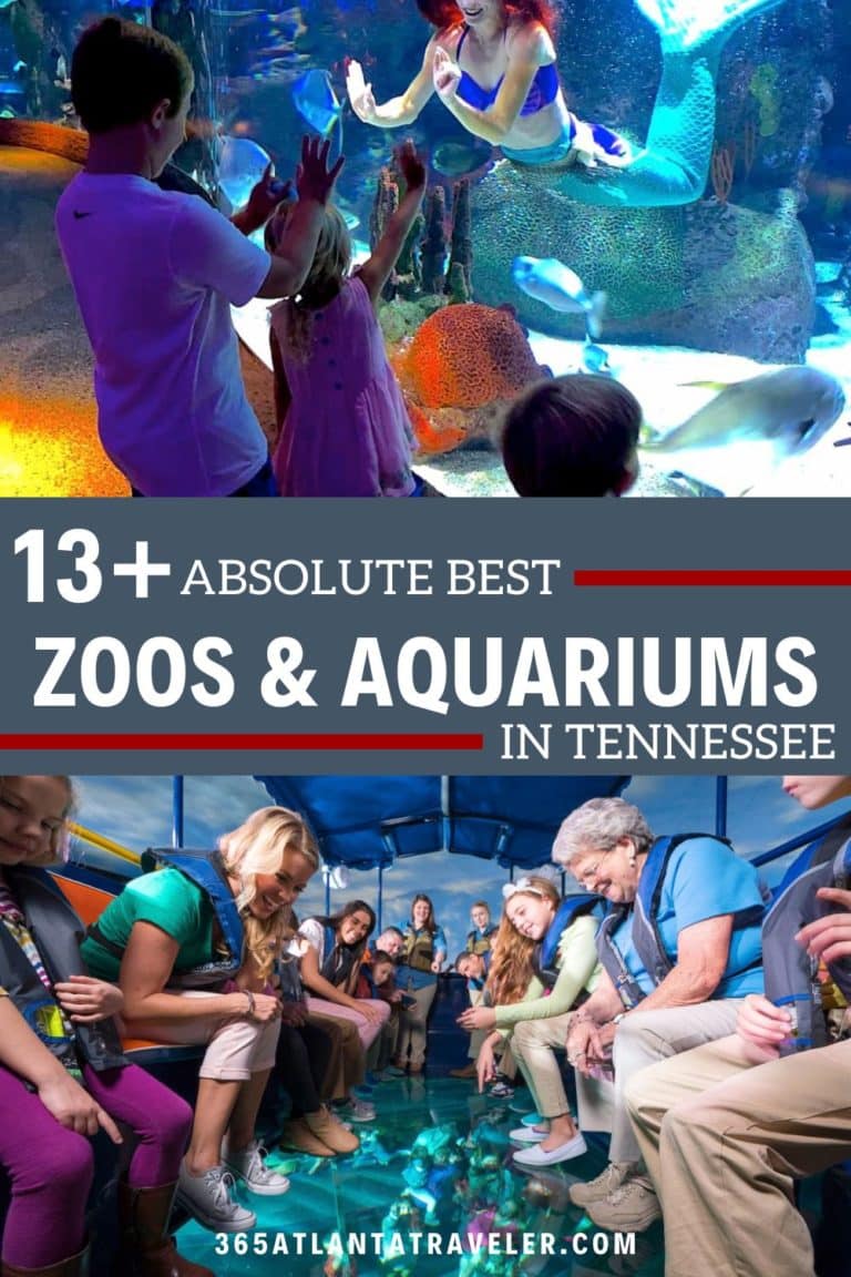 13+ Awesome Zoos and Aquariums in TN Families Will Love
