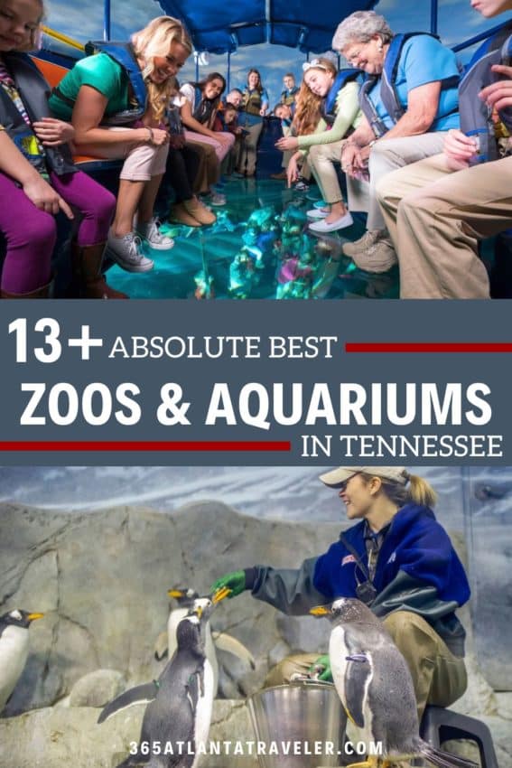 13+ Awesome Zoos and Aquariums in TN Families Will Love