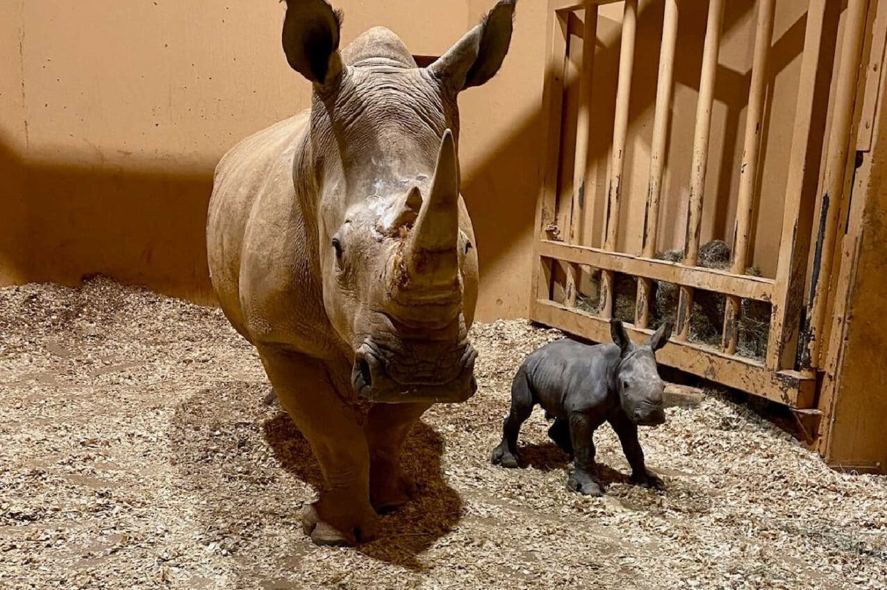Zoo Atlanta Rhino Naming Madness is Here