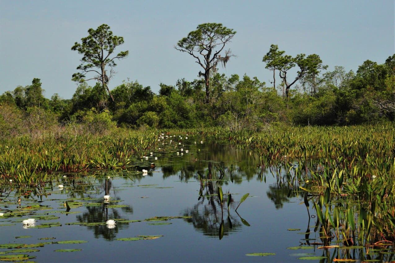 New Video Series Highlights Why Okefenokee Mining Permits Should Be Denied