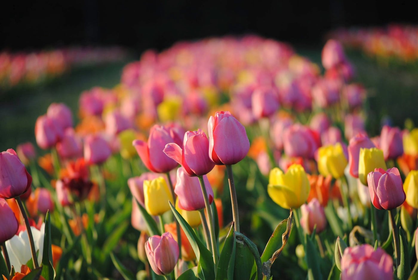 Plan Now to Visit the Holland of Virginia