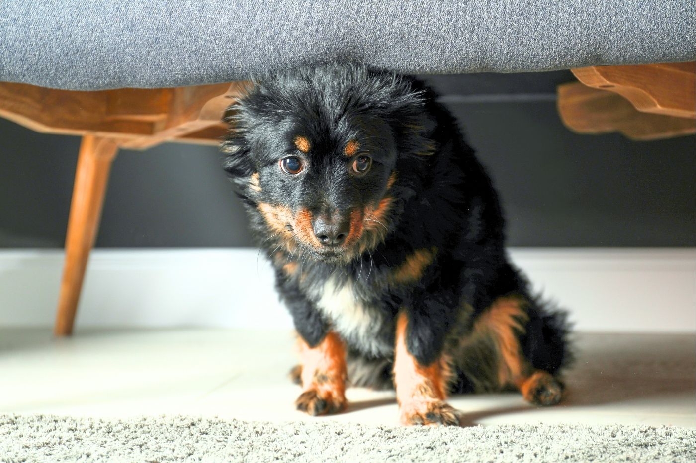 Tips To Help Fido During the Fourth of July Fireworks
