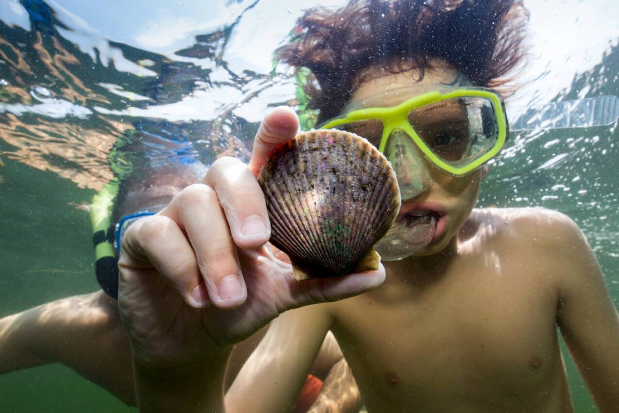The Great Florida Scallop Scavenger Hunt: Why Crystal River’s Underwater Search Party Is Worth the Drive 1 The Great Florida Scallop Scavenger Hunt: Why Crystal River’s Underwater Search Party Is Worth the Drive