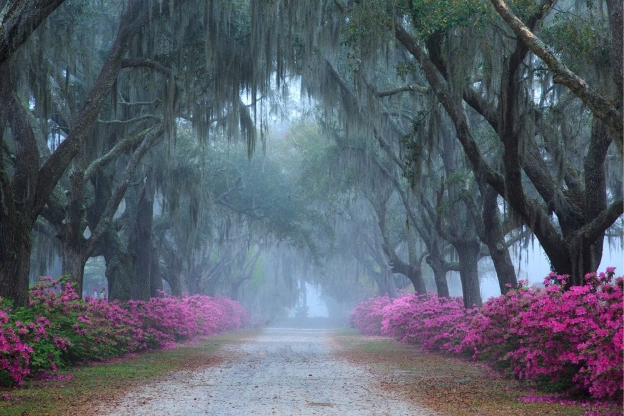 Bonaventure Cemetery Tours ®